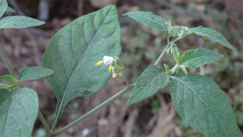 Fotografia da espécie Solanum villosum