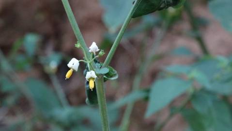 Fotografia da espécie Solanum villosum