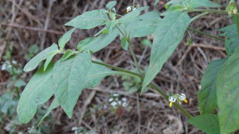 Fotografia da espécie Solanum villosum