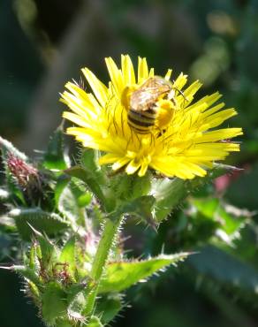 Fotografia 1 da espécie Helminthotheca echioides no Jardim Botânico UTAD