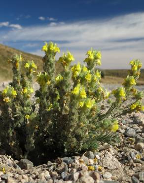 Fotografia 11 da espécie Linaria saxatilis no Jardim Botânico UTAD