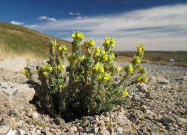 Fotografia da espécie Linaria saxatilis