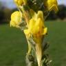 Fotografia 12 da espécie Linaria saxatilis do Jardim Botânico UTAD