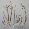 Fotografia de herbário 1 da espécie Linaria saxatilis no Jardim Botânico UTAD