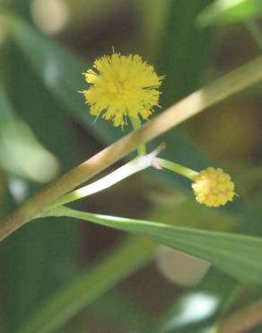 Fotografia 3 da espécie Acacia cyclops no Jardim Botânico UTAD