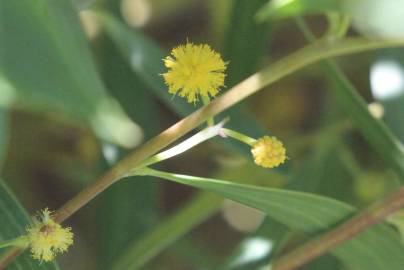 Fotografia da espécie Acacia cyclops