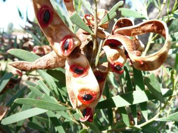 Fotografia da espécie Acacia cyclops