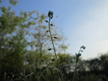 Fotografia da espécie Myosotis ramosissima subesp. ramosissima