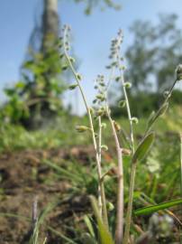 Fotografia da espécie Myosotis ramosissima subesp. ramosissima