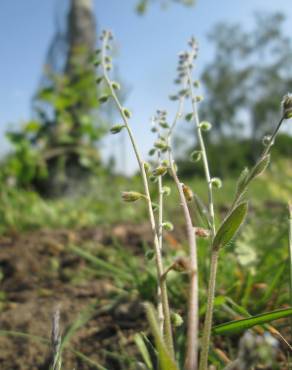 Fotografia 6 da espécie Myosotis ramosissima subesp. ramosissima no Jardim Botânico UTAD