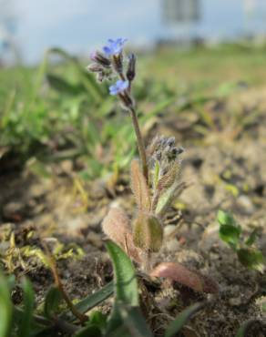 Fotografia 7 da espécie Myosotis ramosissima subesp. ramosissima no Jardim Botânico UTAD