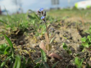 Fotografia da espécie Myosotis ramosissima subesp. ramosissima