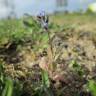 Fotografia 7 da espécie Myosotis ramosissima subesp. ramosissima do Jardim Botânico UTAD