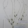 Fotografia de herbário 1 da espécie Myosotis ramosissima no Jardim Botânico UTAD