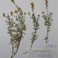 Fotografia 3 de herbário da espécie Linaria saxatilis no Jardim Botânico UTAD