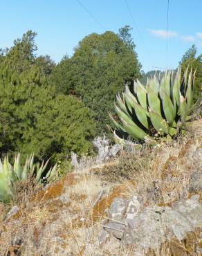 Fotografia 5 da espécie Agave atrovirens no Jardim Botânico UTAD