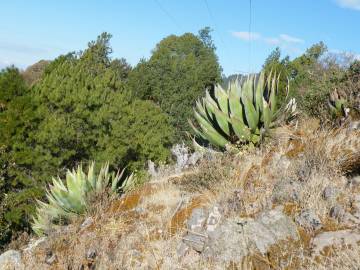 Fotografia da espécie Agave atrovirens