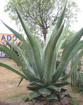 Fotografia 6 da espécie Agave atrovirens no Jardim Botânico UTAD