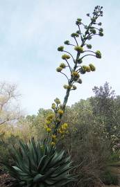 Fotografia da espécie Agave atrovirens