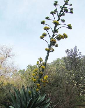 Fotografia 7 da espécie Agave atrovirens no Jardim Botânico UTAD