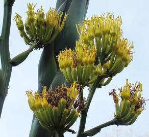 Fotografia da espécie Agave atrovirens