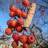 Fotografia 1 da espécie Scandosorbus intermedia do Jardim Botânico UTAD