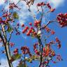 Fotografia 6 da espécie Scandosorbus intermedia do Jardim Botânico UTAD