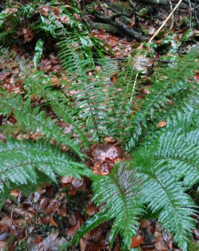 Fotografia de capa Polystichum ×bicknellii - do Jardim Botânico