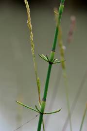 Fotografia da espécie Equisetum ramosissimum