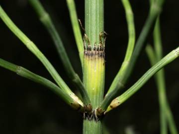 Fotografia da espécie Equisetum ramosissimum