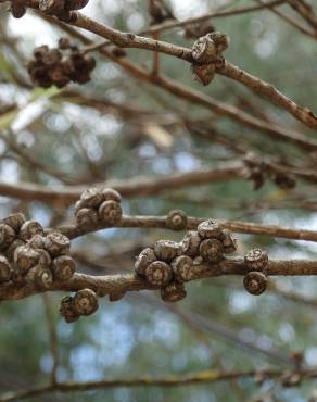 Fotografia 10 da espécie Eucalyptus nicholii no Jardim Botânico UTAD