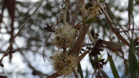 Fotografia da espécie Eucalyptus nicholii