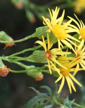 Fotografia 18 da espécie Jacobaea vulgaris no Jardim Botânico UTAD