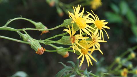 Fotografia da espécie Jacobaea vulgaris