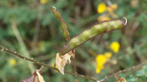 Fotografia da espécie Adenocarpus lainzii