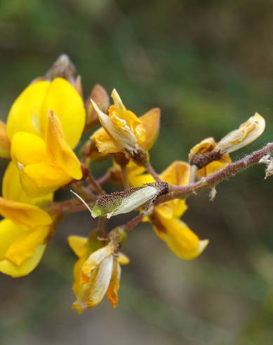 Fotografia de capa Adenocarpus lainzii - do Jardim Botânico