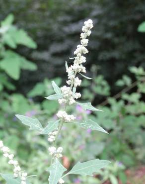 Fotografia 15 da espécie Chenopodium opulifolium no Jardim Botânico UTAD