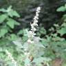 Fotografia 15 da espécie Chenopodium opulifolium do Jardim Botânico UTAD