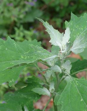 Fotografia 17 da espécie Chenopodium opulifolium no Jardim Botânico UTAD