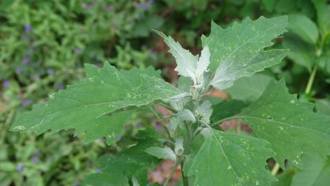 Fotografia da espécie Chenopodium opulifolium