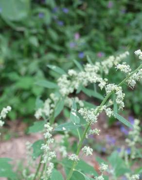 Fotografia 18 da espécie Chenopodium opulifolium no Jardim Botânico UTAD