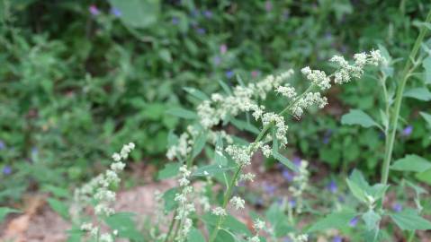 Fotografia da espécie Chenopodium opulifolium