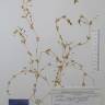 Fotografia de herbário 1 da espécie Stellaria alsine no Jardim Botânico UTAD