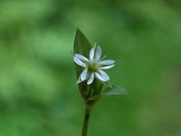 Fotografia da espécie Stellaria alsine
