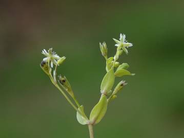 Fotografia da espécie Stellaria alsine