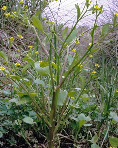 Fotografia de capa Ranunculus ophioglossifolius - do Jardim Botânico