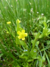 Fotografia da espécie Ranunculus ophioglossifolius