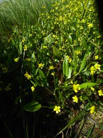 Fotografia da espécie Ranunculus ophioglossifolius