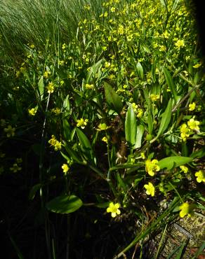 Fotografia 8 da espécie Ranunculus ophioglossifolius no Jardim Botânico UTAD