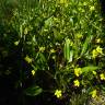 Fotografia 8 da espécie Ranunculus ophioglossifolius do Jardim Botânico UTAD